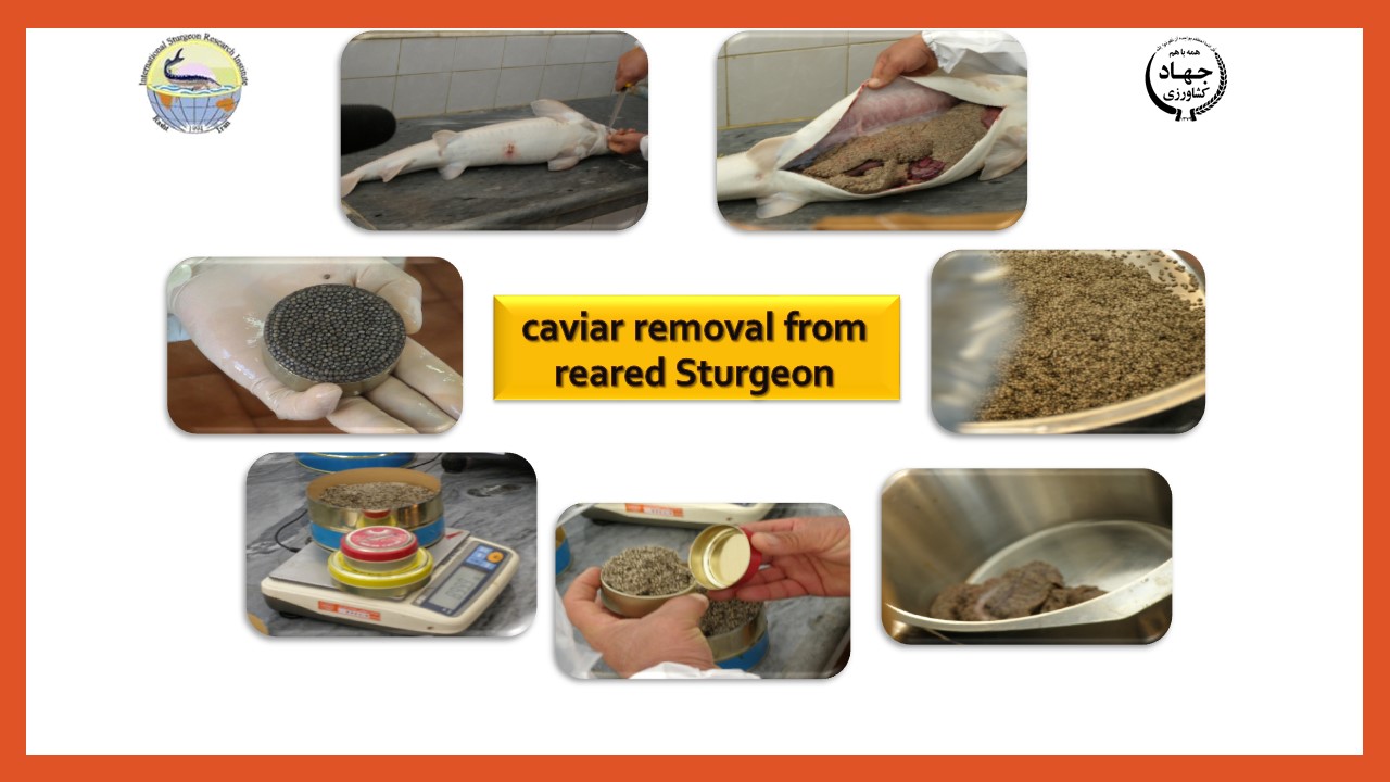 Slide4.JPG